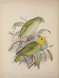 Psittirostra Psittacea, da 