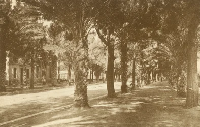 Hyeres, Avenue de la Gare, Allee de Palmiers (foto b/n)