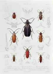 Una collezione di coleotteri trovati in Cile, illustrazione da 