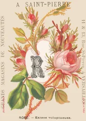 A: Rosa - Estasi voluttuosa