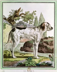 Un puntatore, illustrazione da Histoire Naturelle di Georges Louis Leclerc (1707-88) Conte di Buffon, 1749-1804