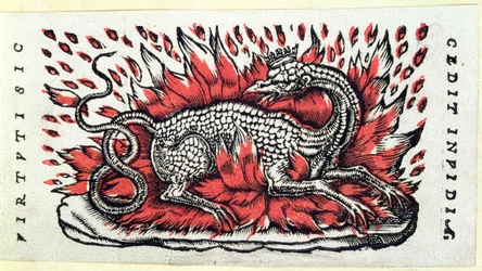 Una salamandra, prima metà del XVI secolo