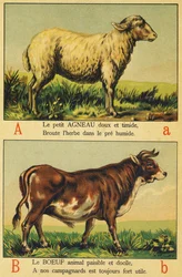 A come Agnello e B come Bue