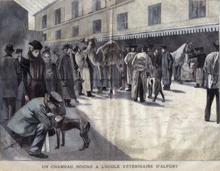 Un cammello guarisce alla Scuola Veterinaria di Maison Alfort. Illustrazione del 1899 in 