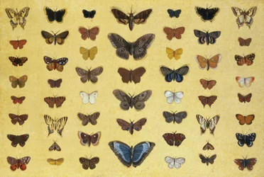 Un collage di farfalle e falene, tra cui la Vanessa antiopa, il macaone britannico, il podalirio, la vanessa io e la piccola tartaruga, ca. 1830