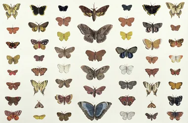 Un collage di farfalle e falene tra cui la Camberwell Beauty, la British Swallowtail, la Scarce Swallowtail, il Peacock e la Small Tortoiseshell, c.1830