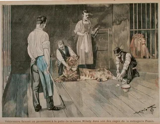 Un veterinario che fascia la zampa della leonessa Milady, c.1898-99