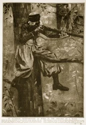 Un tiratore scelto algerino al lavoro nel riparo di un bosco, 1914-19