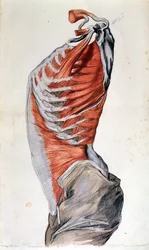 Anatomia del torso, disegnata da uno studente (matita colorata su carta)