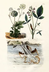 Squatina, 1833-39