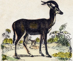 Antilope