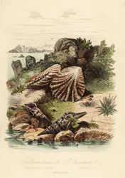 Babylon turrid, Turris babylonia, lumaca di mare, Raphitoma echinata e conchiglia di zampa di gattino, Plicatula gibbosa