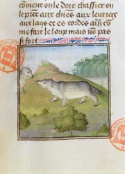 Tassi, dal Livre de la Chasse di Gaston Phebus de Foix (1331-91)