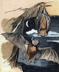 Pipistrello