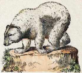 Orso. Incisione in "Alfabeto degli animali selvatici". 9a Serie. Immagini di Epinal, Pellerin, stampatore-editore, circa 1870. Incisioni su legno, stencil. 16 pagine. Dim: 20 x 15 cm. Collezione Privata