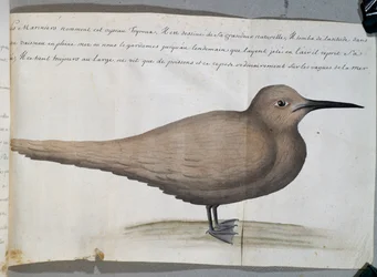 Uccello chiamato Foyroux (Sterna), Capo Frio, Brasile, acquerello dal diario di bordo di Jacques Gouin de Beauchesne