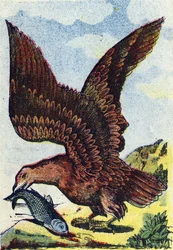 Uccello rapace. Incisione in "Alphabet des oiseaux". Immagini di Pont-a-Mousson, Marcel e/o Louis Vagne, Stampatore-Editore, fine XIX secolo. 16 pagine. Dim: 20,5 x 14 cm
