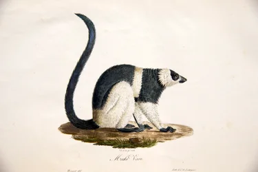 Lemure variegato bianco e nero, da Histoire Naturelle des Mammifères, con figure originali, di Étienne Geoffroy Saint-Hilaire & Frédéric Cuvier, 1824-42