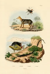 Sciacallo dalla gualdrappa, 1833-39
