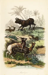 Gnu nero, Connochaetes gnou, orice addax o antilope dalle corna a vite in pericolo critico, Addax nasomaculatus, e tragelafo striato o kewel, Tragelaphus scriptus