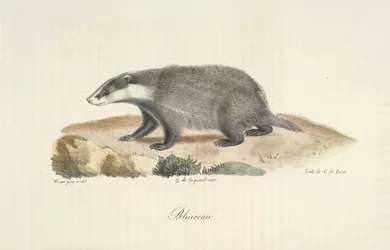 Blaireau, Tasso, da Histoire Naturelle des Mammifères (litografia a colori)
