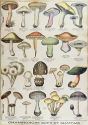Tavola botanica che raffigura 