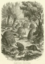 Villaggio di castori