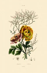Ranuncolo
