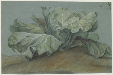 Pianta di cavolo