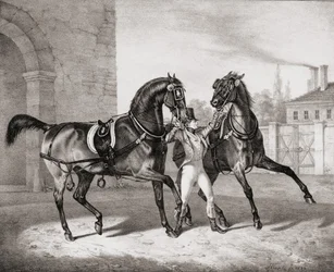 Cavalli da Carrozza per il Re d