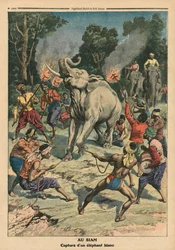 Cattura di un elefante bianco in Siam, illustrazione da 