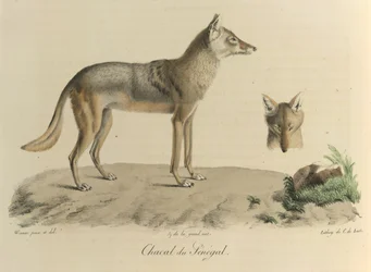 Chacal du Sénégal, uno sciacallo del Senegal, da Histoire Naturelle des Mammifères