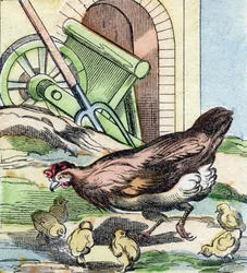 Gallina e pulcini