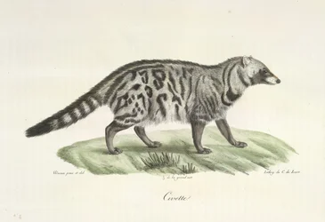 Civetta, da 