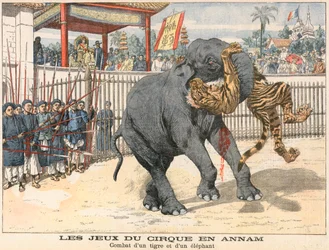 Combattimento tra una tigre e un elefante
