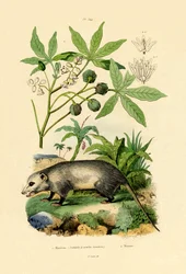 Opossum comune