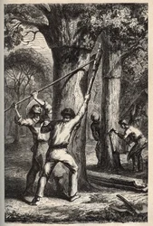 Raccolta del sughero sulla Quercus suber - incisione in 