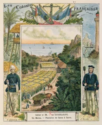 Copertina per un quaderno scolastico raffigurante una piantagione di canna da zucchero in Guadalupa, 1892