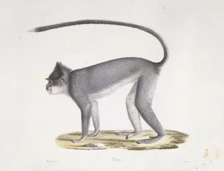 Croo. Una scimmia, da Histoire Naturelle des Mammifères (litografia a colori)