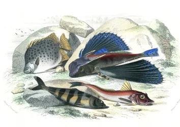 Dactyloptere pirapede (Dactylopterus pirapeda) pesce volante, Chetodon argus (scatophagus argus), centronote pilote (echeneis naucrate), Trigle Lyre (Genicanthus Melanospilos) - Tavola estratta da Storia Naturale di Bernard Germain de Lacepede