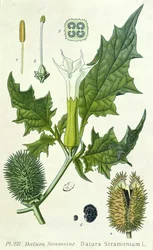 Datura stramonium, tavola botanica