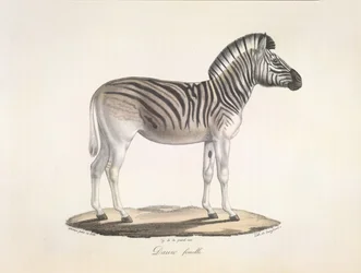 Dauw femmina. La zebra quagga striata, o zebra di Burchell, del Sud Africa (Asinus Burchellii), da Histoire Naturelle des Mammifères