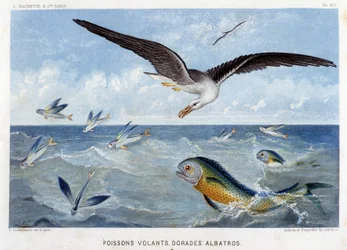 Doradi, pesci volanti, albatros - in "Le Monde de la Mer" di Alfred Fredol. ed. Parigi, Hachette
