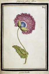 Papavero Doppio, c.1700