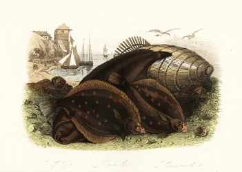 Sogliola di Dover, Solea solea, platessa europea, Pleuronectes platessa, e rombo comune, Limanda limanda, su una spiaggia con una trappola per pesci, barche da pesca sullo sfondo