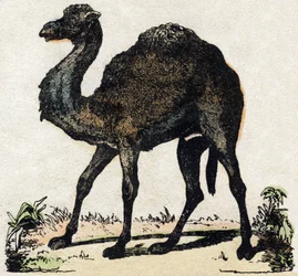 Dromedario. Incisione in "Alfabeto degli animali selvatici". 9a Serie. Immagini di Epinal, Pellerin, stampatore-editore, circa 1870. Incisioni su legno, stencil. 16 pagine. Dim: 20 x 15 cm. Collezione privata