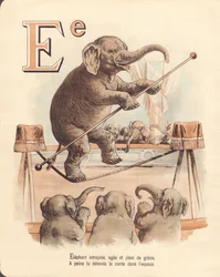 E: Elefante, equilibrista intrepido elefante, agile e pieno di grazia, rilassa appena la corda nello spazio
