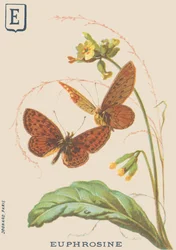 E: Eufrosine (Clossiana euphrosine o Grande collana d