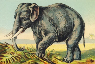 E come Elefante