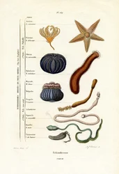 Echinodermi, 1833-39